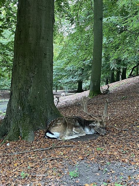 Marselisborg Dyrehaven » Dyreoplevelser i de smukke skove